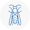 Harlesden Wasp Nest Removal